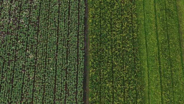 Aerial view of agricultural fields Portugal.