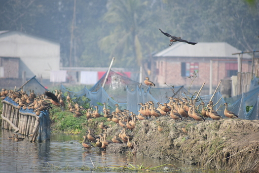 Kushtia Bangladesh 27 December 2019 View of a large flock of ducks resting on the muddy bank of a wetland area with blue netting and rural houses in the background. Kushtia Bangladesh 27 December 2019 View of a large flock of ducks resting on the muddy bank of a wetland area with blue netting and rural houses in the background.