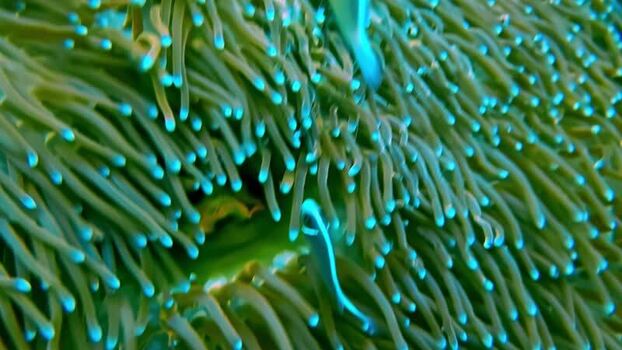 View of clownfish in a sea anemone in Bali Indonesia.