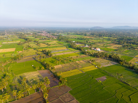 Aerial view of lush green rice terraces and palm trees in the rural landscape of Candipuro East Java Indonesia.