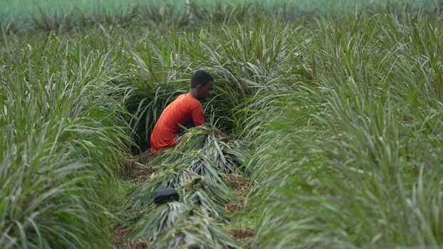 View of a man harvesting grass in a field Bangladesh.