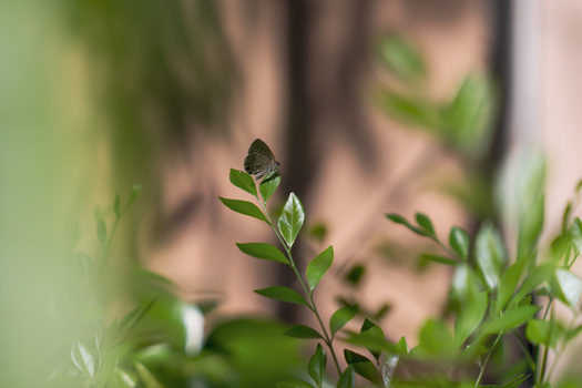 View of a small butterfly resting on a vibrant green leaf amidst lush foliage in Cairo Cairo Governorate Egypt. View of a small butterfly resting on a vibrant green leaf amidst lush foliage in Cairo Cairo Governorate Egypt.