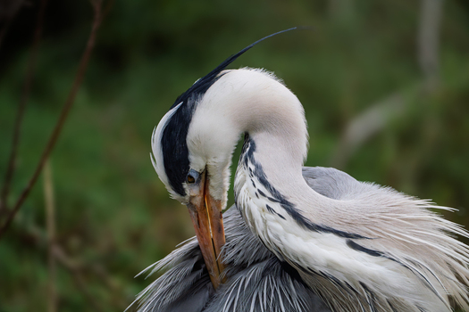 View of a Great Blue Heron preening its grey and white feathers against a soft green background at Edwin B. Forsythe National Wildlife Refuge in Galloway New Jersey United States. View of a Great Blue Heron preening its grey and white feathers against a soft green background at Edwin B. Forsythe National Wildlife Refuge in Galloway New Jersey United States.