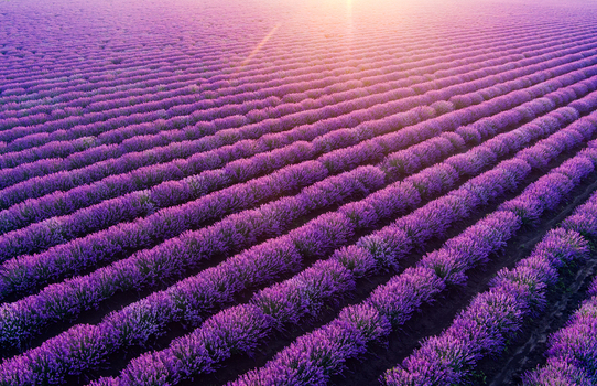 Aerial view of vibrant purple lavender fields in rows during golden hour in Bulgaria. Aerial view of vibrant purple lavender fields in rows during golden hour in Bulgaria.
