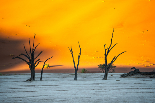 View of stark skeletal trees puncturing the cracked earth under a fiery orange sky in the Namib Desert a surreal landscape Sossusvlei Hardap Region Namibia. View of stark skeletal trees puncturing the cracked earth under a fiery orange sky in the Namib Desert a surreal landscape Sossusvlei Hardap Region Namibia.