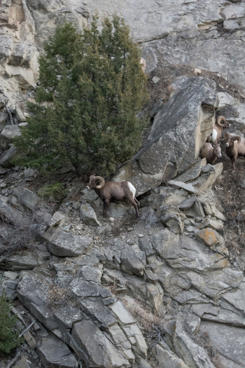 View of bighorn sheep standing on a rocky cliffside with a coniferous tree in Yellowstone National Park United States. View of bighorn sheep standing on a rocky cliffside with a coniferous tree in Yellowstone National Park United States.