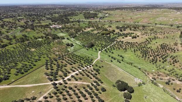 Aerial view of green fields and trees Spain.