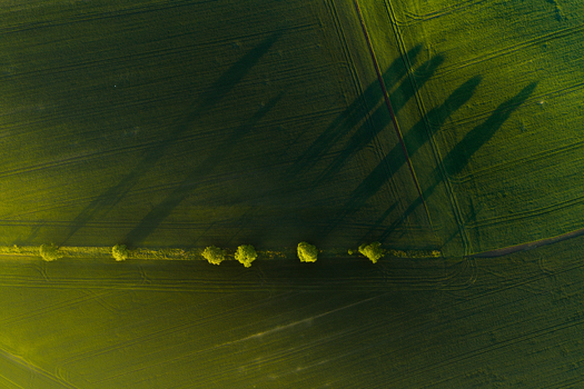Aerial view of a row of trees casting long shadows across lush green agricultural fields in the countryside Kyjov South Moravian Region Czechia.
