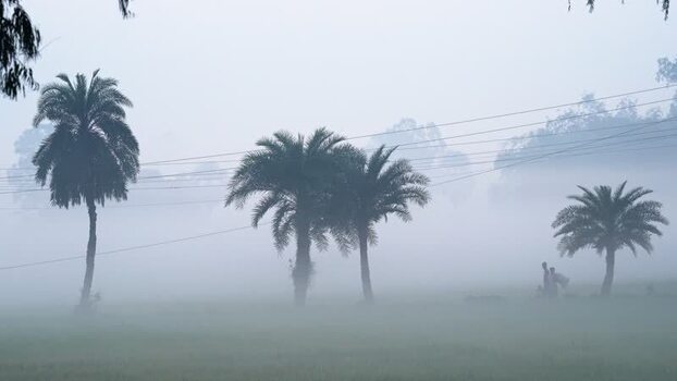 View of palm trees in heavy fog with people walking Bangladesh. View of palm trees in heavy fog with people walking Bangladesh.