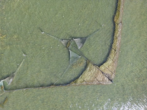 Aerial view of traditional fishing nets set in the shallow waters of Shkodra Lake with clear water and submerged vegetation visible in Shiroka Shkoder County Albania. Aerial view of traditional fishing nets set in the shallow waters of Shkodra Lake with clear water and submerged vegetation visible in Shiroka Shkoder County Albania.