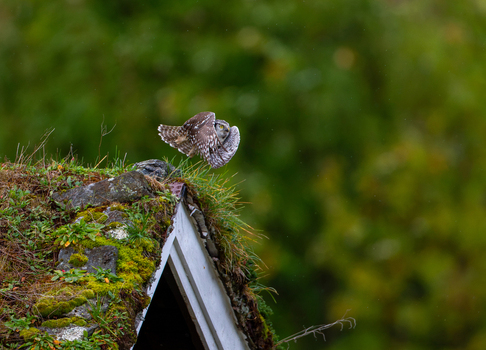 View of an hawk owl taking flight from a mossy grass covered roof with a blurred green background in Fjord More og Romsdal Norway.