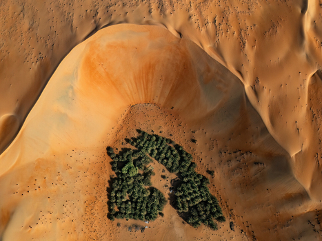 Aerial view of the Bateen Liwa oasis with lush green palm trees surrounded by vast orange sand dunes in the desert Al Dhafra Region Abu Dhabi United Arab Emirates. Aerial view of the Bateen Liwa oasis with lush green palm trees surrounded by vast orange sand dunes in the desert Al Dhafra Region Abu Dhabi United Arab Emirates.