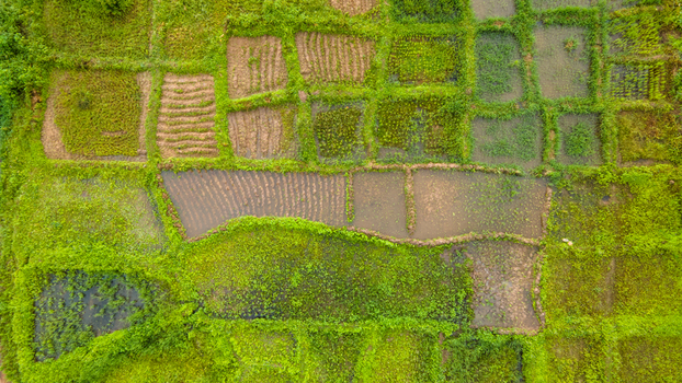 Aerial view of lush green agricultural fields and flooded paddies with distinct geometric patterns and textures in Minna Niger State Nigeria. Aerial view of lush green agricultural fields and flooded paddies with distinct geometric patterns and textures in Minna Niger State Nigeria.