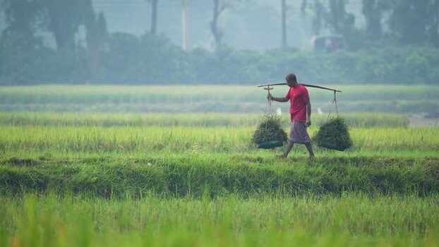 View of a farmer carrying crops in a green field Bangladesh.