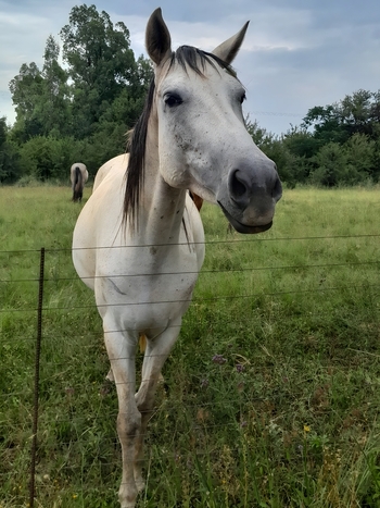 View of a white horse standing in a grassy pasture behind a wire fence in the countryside of Magaliesburg Gauteng South Africa.
