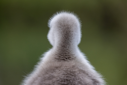 View of the soft grey down feathers on the back of a fluffy bird chick against a blurred green background in Mulhouse Grand Est France.