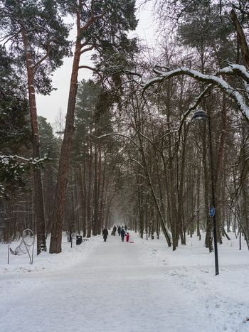 View of a snow covered path winding through a forest of tall pine trees with people walking in the winter in Vilnius Vilnius County Lithuania. View of a snow covered path winding through a forest of tall pine trees with people walking in the winter in Vilnius Vilnius County Lithuania.