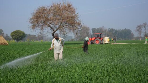View of farmers spraying crops in a field in Karnal India. View of farmers spraying crops in a field in Karnal India.