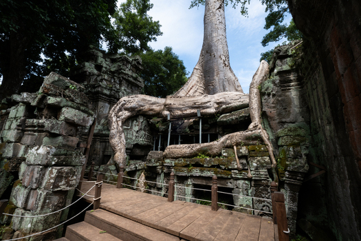 View of the ancient stone ruins of Ta Prohm temple with massive tree roots growing over weathered walls and a wooden walkway in Krong Siem Reap Siem Reap Province Cambodia.