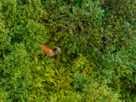 Aerial view of a red deer standing in a lush green forest with dense foliage and ferns in Valldal More og Romsdal Norway.