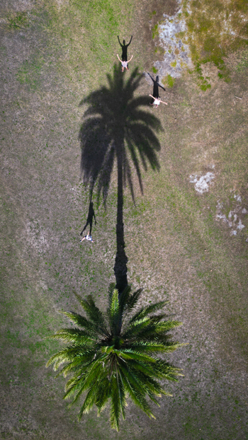 Aerial view of people on a tall palm tree with light and dark tones creating a striking contrast Kaneohe Hawaii United States. Aerial view of people on a tall palm tree with light and dark tones creating a striking contrast Kaneohe Hawaii United States.