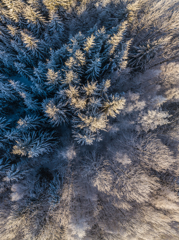 Aerial view of snow covered pine trees in a dense forest during winter in Latvia. Aerial view of snow covered pine trees in a dense forest during winter in Latvia.