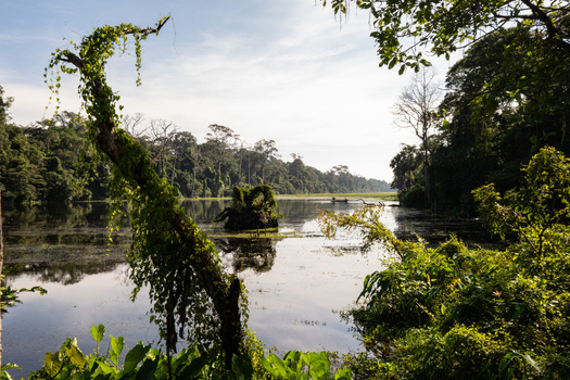 View of a tranquil lake surrounded by lush tropical jungle vegetation and dense forest under a bright sky in Krong Siem Reap Siem Reap Province Cambodia. View of a tranquil lake surrounded by lush tropical jungle vegetation and dense forest under a bright sky in Krong Siem Reap Siem Reap Province Cambodia.