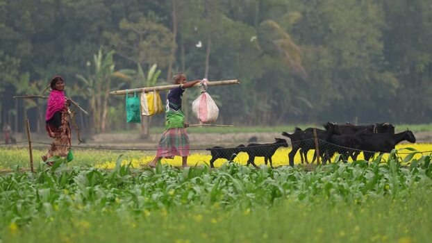 View of people walking with goats in a rural field Bangladesh.