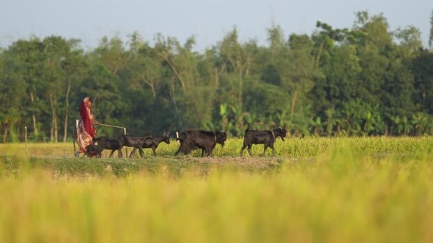 View of a woman walking with goats in a rural field Bangladesh. View of a woman walking with goats in a rural field Bangladesh.