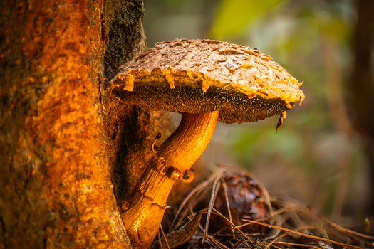 View of a textured golden capped mushroom with a glowing orange stem clinging to a rough bark covered tree trunk Kabupaten Soppeng South Sulawesi Indonesia. View of a textured golden capped mushroom with a glowing orange stem clinging to a rough bark covered tree trunk Kabupaten Soppeng South Sulawesi Indonesia.