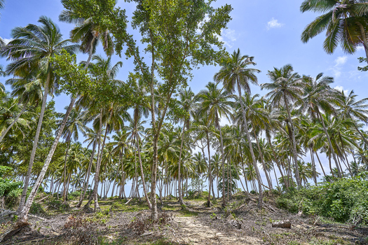 View of a dense grove of tall palm trees under a bright blue sky with a sandy path leading through the tropical vegetation in Santo Domingo Distrito Nacional Dominican Republic. View of a dense grove of tall palm trees under a bright blue sky with a sandy path leading through the tropical vegetation in Santo Domingo Distrito Nacional Dominican Republic.