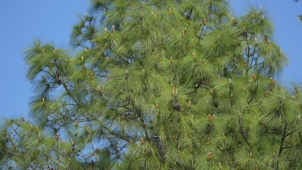 View of a pine tree with long needles and cones Nepal.