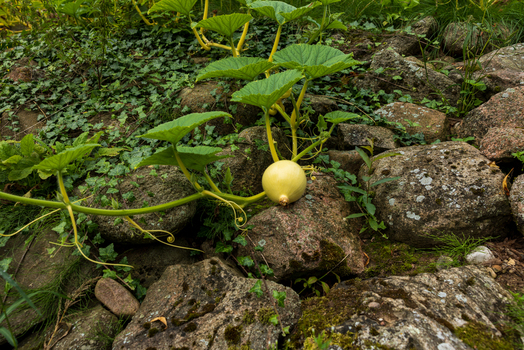 View of a pale yellow pumpkin growing on a vine over mossy granite rocks in a natural garden setting Taujenai Vilnius County Lithuania.