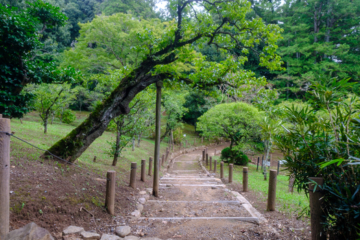 View of a serene stone pathway descends through a lush green forest a mossy tree leans over the path creating a peaceful scene Narita Chiba Japan. View of a serene stone pathway descends through a lush green forest a mossy tree leans over the path creating a peaceful scene Narita Chiba Japan.