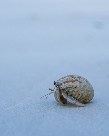View of a solitary hermit crab with its spiral shell scuttling across the pale sand under the bright sun a moment of quiet coastal life Paje Unguja South Region Tanzania.