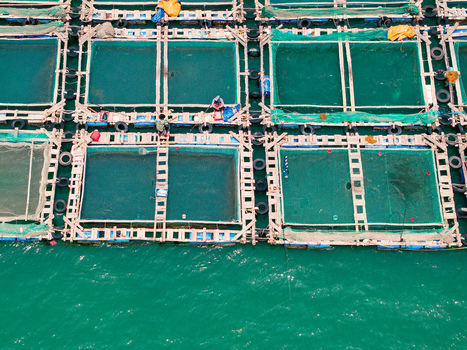 Aerial view of fish farming cages with wooden frames and green nets floating on turquoise water with fishermen working on the structures in Vietnam. Aerial view of fish farming cages with wooden frames and green nets floating on turquoise water with fishermen working on the structures in Vietnam.