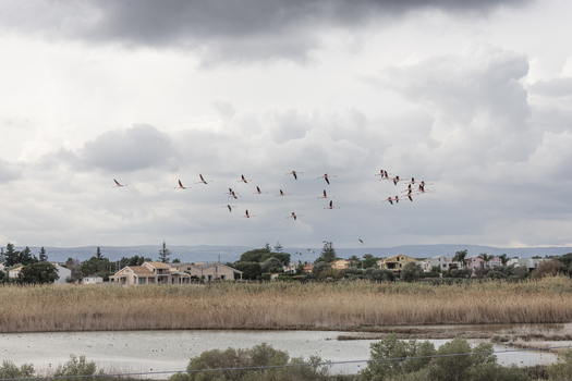 View of a flock of pink flamingos flying over a wetland area with houses and a cloudy sky in Syracuse Sicily Italy.