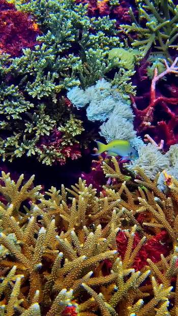 View of vibrant coral reef ecosystem in Bali Indonesia. View of vibrant coral reef ecosystem in Bali Indonesia.