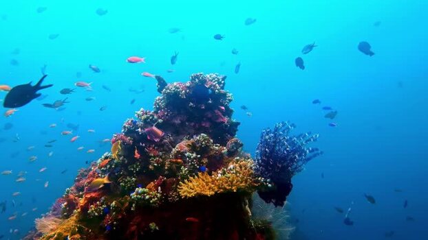 View of vibrant coral reef with tropical fish Indonesia.