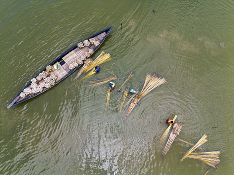 Natore Bangladesh 25 July 2026 Aerial view of workers processing jute stalks in the water near a traditional wooden boat.