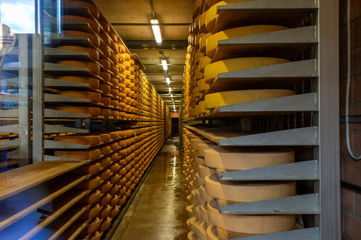 Gruyeres Switzerland View of large wheels of cheese stacked on wooden shelves in a traditional aging cellar with artificial lighting and a damp floor. Gruyeres Switzerland View of large wheels of cheese stacked on wooden shelves in a traditional aging cellar with artificial lighting and a damp floor.