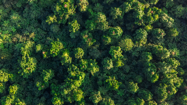 Aerial view of dense tropical forest canopy with lush green trees and sunlight hitting the foliage in Sukabumi West Java Indonesia. Aerial view of dense tropical forest canopy with lush green trees and sunlight hitting the foliage in Sukabumi West Java Indonesia.