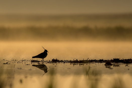 View of a northern lapwing standing in shallow water during golden hour with a misty background in Debrzno Pomeranian Voivodeshi Poland.