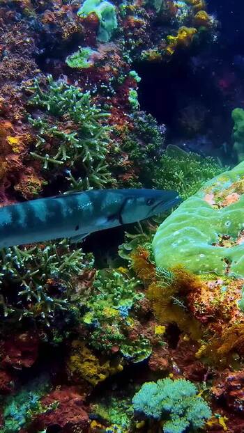 View of a barracuda swimming near a coral reef in Indonesia. View of a barracuda swimming near a coral reef in Indonesia.