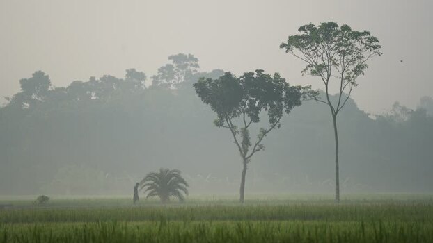 View of a person walking in a misty field in Bogura Bangladesh. View of a person walking in a misty field in Bogura Bangladesh.