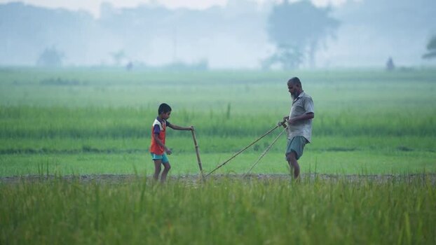 View of a man and boy working in a green field Bangladesh. View of a man and boy working in a green field Bangladesh.