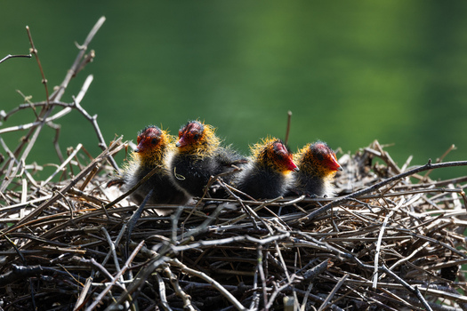 View of four Eurasian coot chicks with distinctive red and orange heads sitting in a nest made of dry twigs against a blurred green background in Mulhouse Grand Est France.