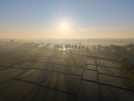 Aerial view of lush rice fields at sunrise with silhouetted palm trees and distant mountains in the hazy morning light in Kepanjen East Java Indonesia. Aerial view of lush rice fields at sunrise with silhouetted palm trees and distant mountains in the hazy morning light in Kepanjen East Java Indonesia.