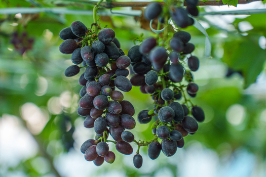 View of ripe dark purple grapes hanging from a vine with green leaves in a vineyard Bogura Rajshahi Division Bangladesh. View of ripe dark purple grapes hanging from a vine with green leaves in a vineyard Bogura Rajshahi Division Bangladesh.
