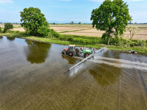Aerial view of a tractor spraying a flooded rice field with agricultural machinery under a clear blue sky Trino Piedmont Italy.